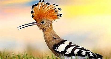 Dan terpaksa berpindah keluar atau bahkan bersembunyi di dalam ruangan yang jauh dari pengawasan. 4 Burung yang Tertulis dalam Al Quran - Islampos