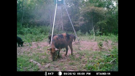 We did not find results for: East Texas Hog Hunting - YouTube