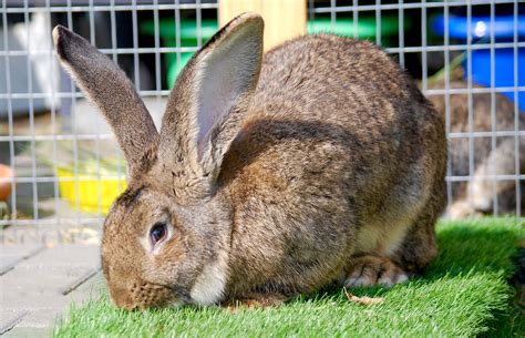 6 Facts Know About Continental Giant Rabbit Pets Nurturing