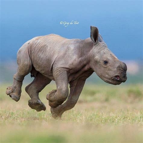 Animals On Instagram Photo By Gregdutoit Baby Rhino Running Ig