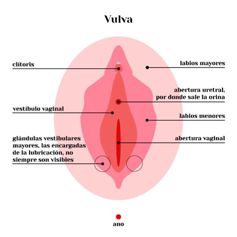 Diferencia Entre Vulva Y Vagina Encuentra La Diferencia My Xxx Hot Girl