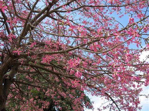 Best Time To See Toborochi Tree In Bloom Bolivia 2020