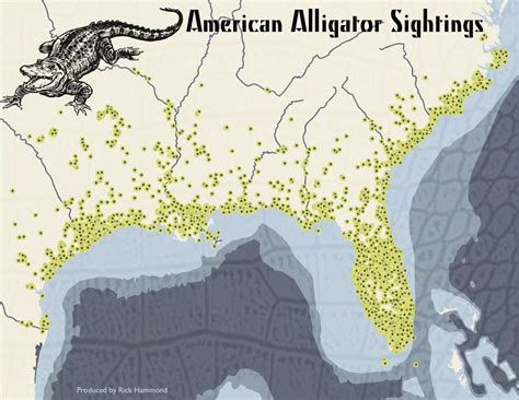 American Alligator Sightings Inaturalist Maps On The Web