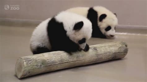 Four Month Old Panda Cubs Show Off Walking Skills Abc7 Chicago