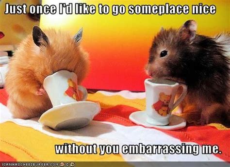 Funny Pictures Hamsters Are Embarrassed Funny Hamsters