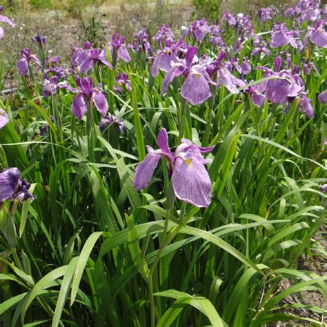 Plantes Vivaces Iris Ensata Météor Iris Du Japon Iris Kaempferi