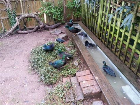 Here, we provide you with 25 inspiring koi diy network gives you all the information you need to know about making a backyard pond with a heather at gardening know how provides information on how to make a small pond in your backyard. Clean duck pond www.carolinecrockeroriginals.co.uk ...