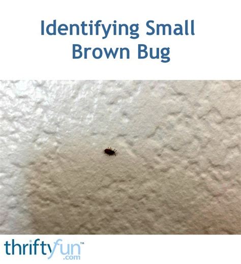 Identifying Small Brown Bug Thriftyfun