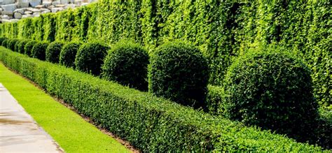 Why Hedges Are Perfect For Any Landscape In Southern California