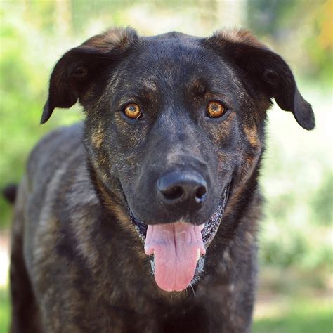 Saber Large Male Bullmastiff X German Shepherd Mix Dog In Vic Petrescue