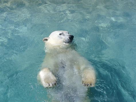 Polar Bear Swimming Images 08049 Baltana