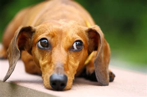 Dachshund Or Sausage Dog Health And Wellness Considerations Pets4homes