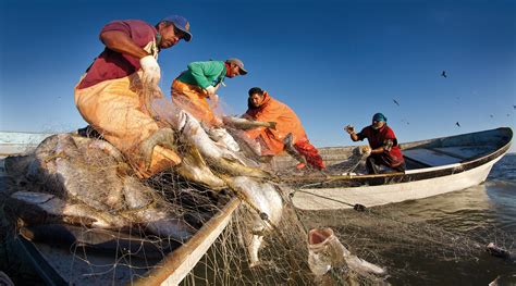 En México De La Pesca Y Acuacultura Dependen 235 Mil Empleos Y Un
