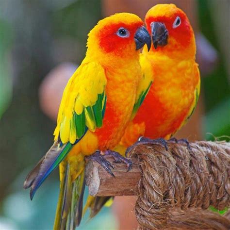 What A Beautiful Couple Most Beautiful Birds Beautiful Birds Pet