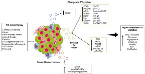 Cancers Free Full Text Role Of Extracellular Vesicles Evs In Cell