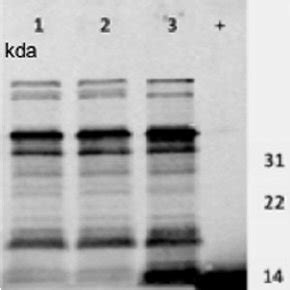 The organism salmonella enteritidis , a common cause of gastroenteritis (a form of food poisoning), has been found to be transferred through the hen ovary in fewer than 1 percent of all eggs produced. Colony morphology of Salmonella Enteritidis that varies in ...