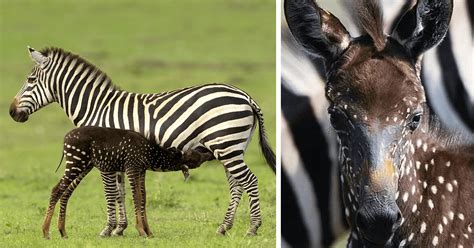 Rare Baby Zebra In Kenya Was Born With Spots Instead Of