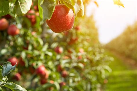 6 Best Texas Apple Orchards To Visit Map To Find Them