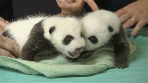 Panda Twins Born First Look Inside The Nursery Video Abc News