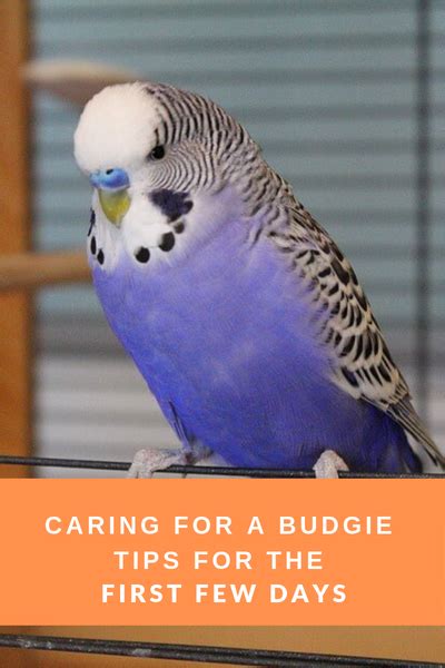 Caring For A New Budgie Budgies Bird Budgies Parakeet Care