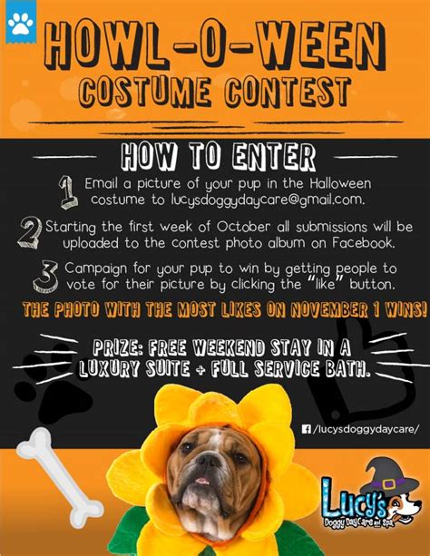 Dog Costume Contest Lucy`s Doggy Daycare