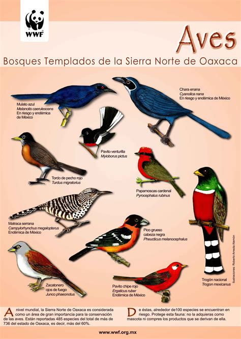 Nombres En Castellano De Las Aves Del Mundo Recomendados Por La