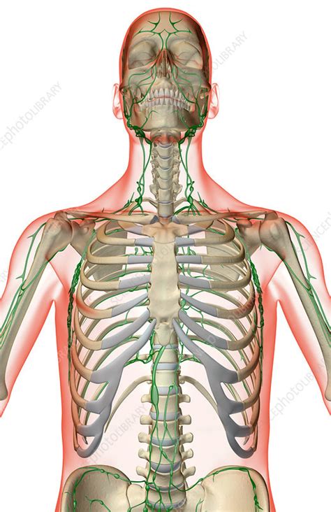 The Lymph Supply Of The Upper Body Stock Image F0017918 Science