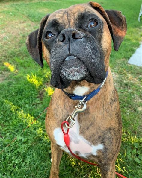 Mast Cell Tumor Boxer Breed Dog Forums