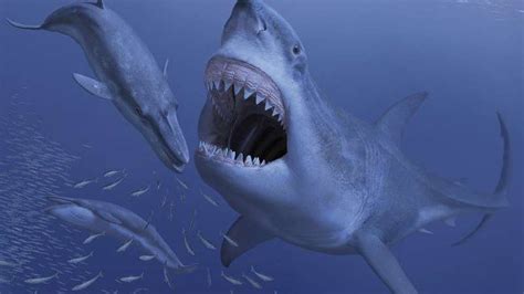 Giant Ancient Shark May Have Gone Extinct Due To Extinction Of Its