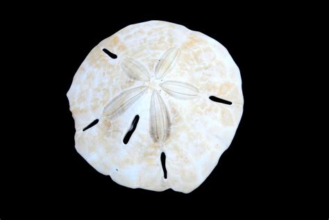 How To Bleach Sand Dollars 6 Steps With Pictures Instructables