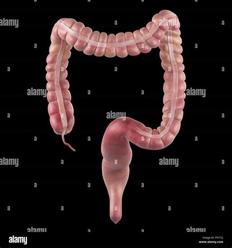 Colon Hi Res Stock Photography And Images Alamy