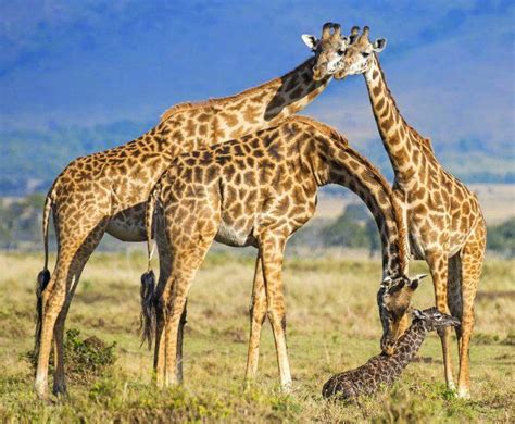 Adab dalam menyambut kelahiran bayi sesuai ajaran islam harus dijalankan. Momen Menakjubkan Kelahiran Seekor Bayi Jerapah Di Alam ...