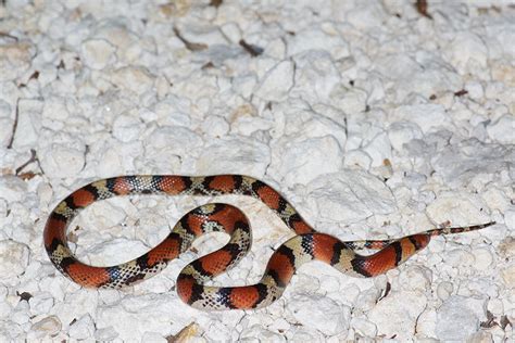 Florida Scarlet Snake Matbio Reptiles And Amphibians Matanzas