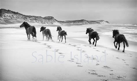 Beautiful Wild Horses On Sable Island National Park Reserve Of Canada