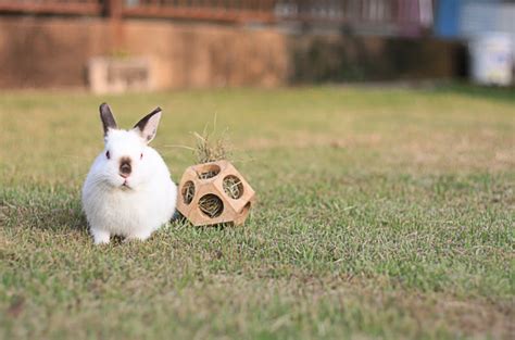 10 Ways To Play With Your Pet Rabbit Usa Rabbit Breeders