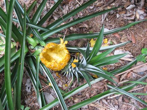 Learn How To Grow A Pineapple In Your Backyard Or Flower Pot Detailed