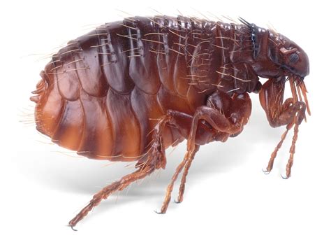Clancy Tuckers Blog 6 September 2018 Facts About The Common Flea