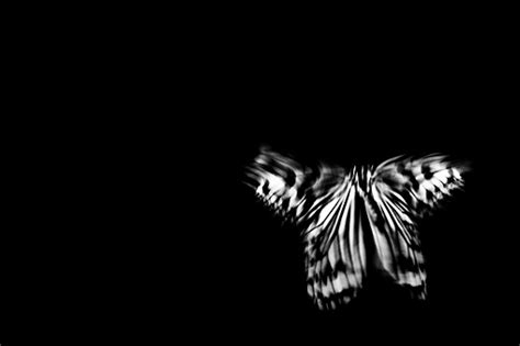 Details 100 Black Background Butterfly Abzlocalmx