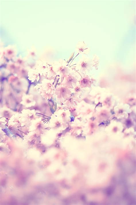 Bunches Of Pink Cherry Blossoms High Quality Nature Stock Photos