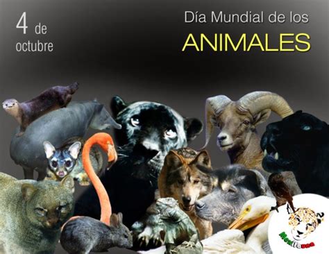 DÍa Del Animal 2021 Imágenes Y Frases Para El 29 De Abril