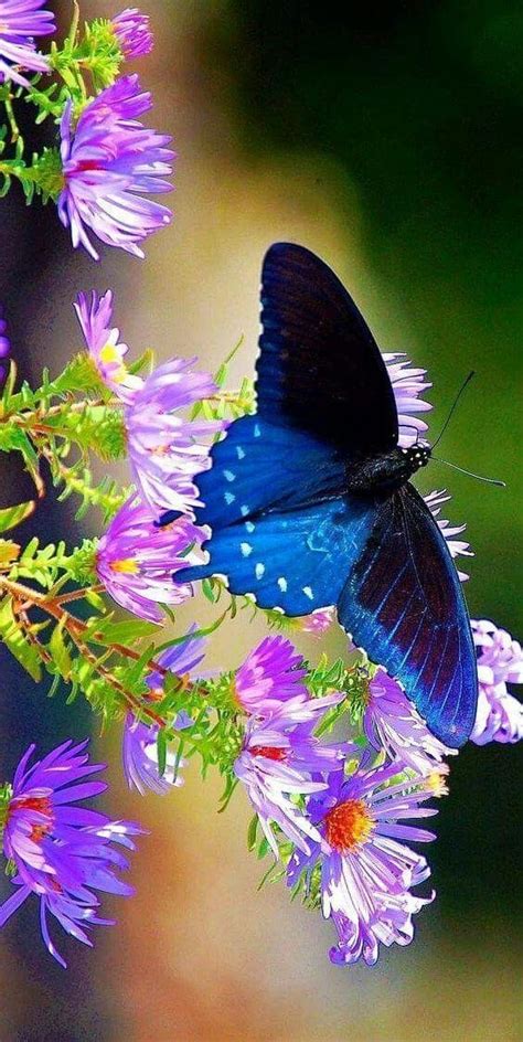 √ 6 Different Types Of Butterflies Beautiful Butterflies Types Of