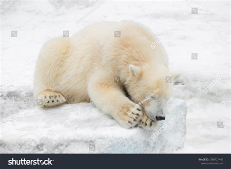 Funny Polar Bear Polar Bear Asleep Stock Photo 1586721487 Shutterstock