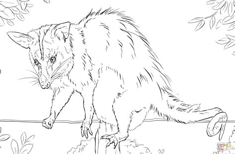 Opossum Drawing At Getdrawings Free Download