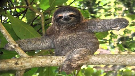 Sloth Backgrounds Sloths Pixelstalk Hayvanlar Garip Kolpaper