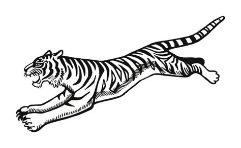 Tiger Jump Illustrations Royalty Free Vector Graphics