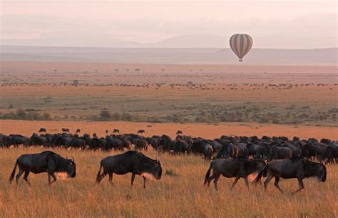 Serengeti in Tanzania the best Africa safaris destination | Africa travel, Africa, Rhino africa
