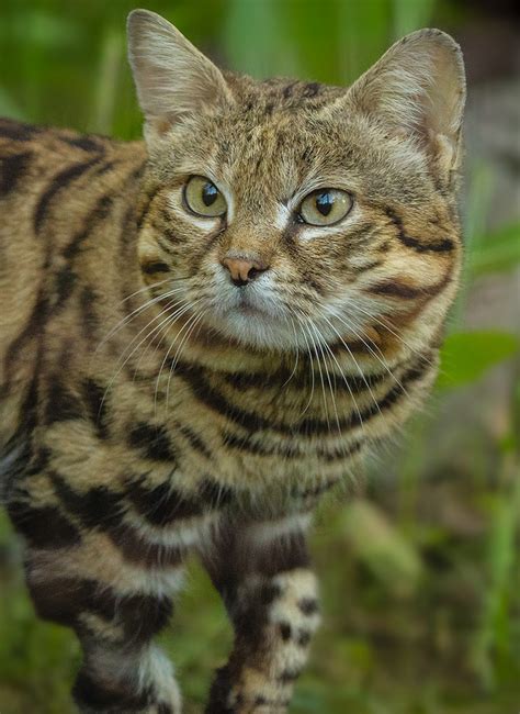 Is cat food good for cats? Black-Footed Cat - Fossil Rim Wildlife Center