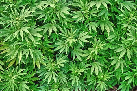 We've gathered more than 5 million images uploaded by our users and sorted them by the most popular ones. marijuana, Weed, 420, Drugs Wallpapers HD / Desktop and ...
