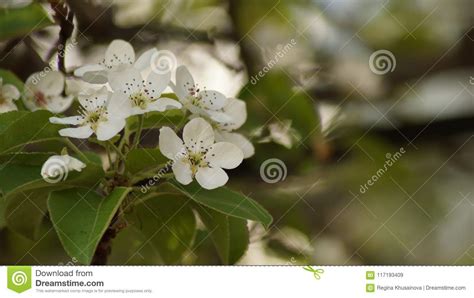 Macro White Flowering Pear Tree Stock Image Image Of Green Nature