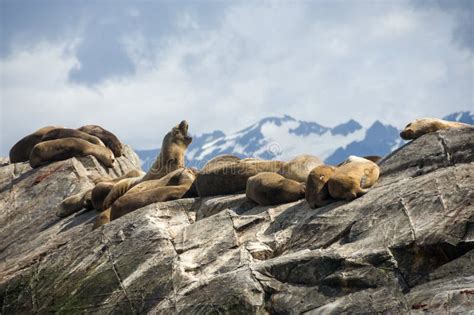 Young Group Of Sea Lions Stock Image Image Of Scenery 181692933